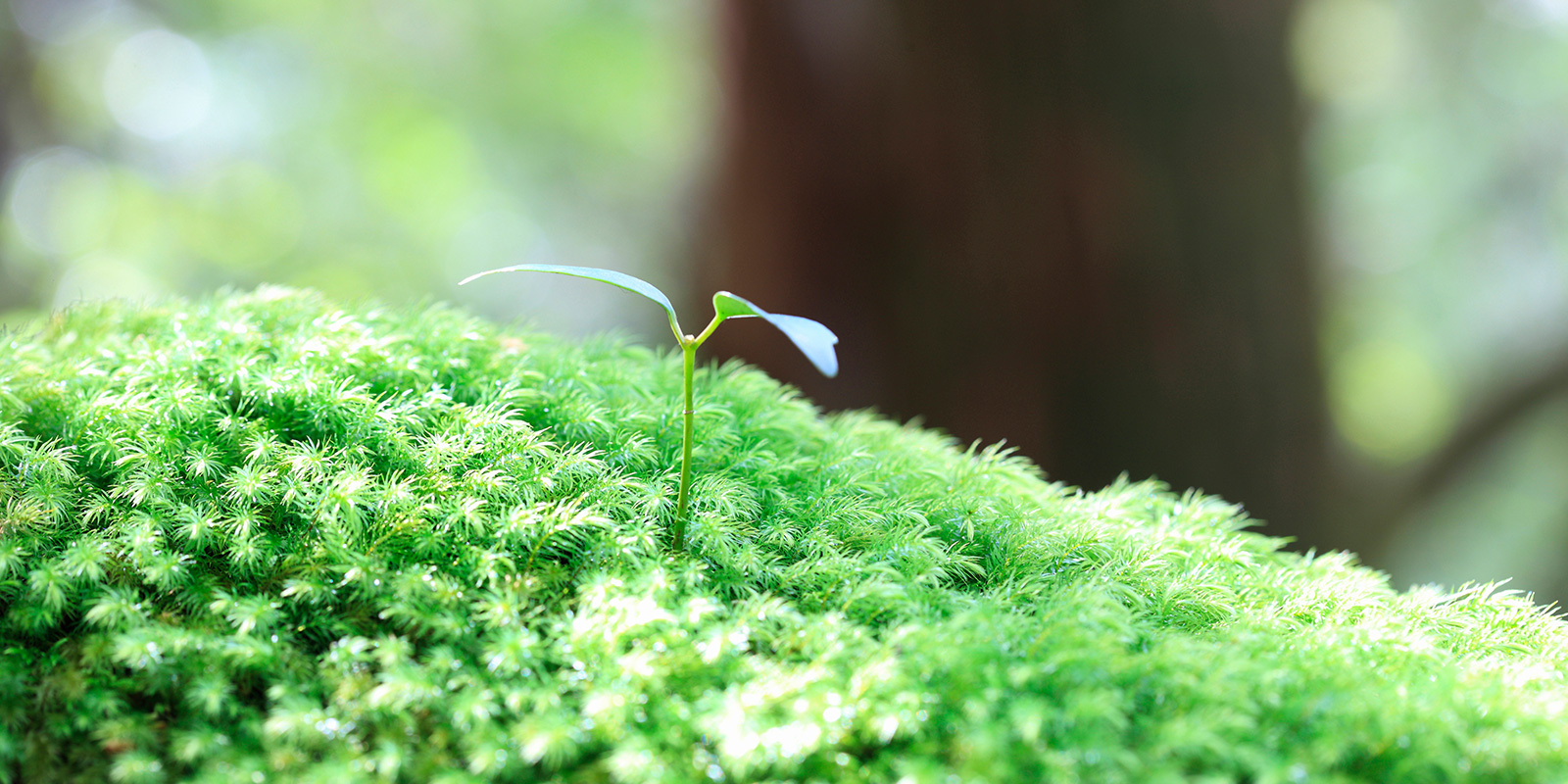 人財紹介サービス